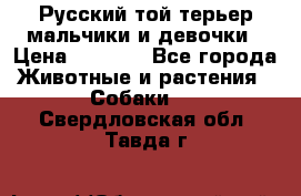 Русский той-терьер мальчики и девочки › Цена ­ 8 000 - Все города Животные и растения » Собаки   . Свердловская обл.,Тавда г.